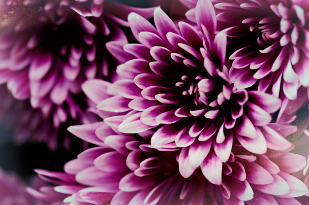 закрыть красивые яркие осенние хризантемы - Фото, изображение