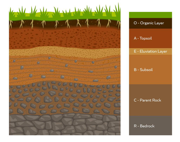 Άποψη διατομής στρώματος εδάφους, γεωλογικών σχηματισμών εδάφους, μητρικών πετρωμάτων, υπεδάφους, στρώματος απόκλισης, επιφανειών εδάφους και οργανικών στρωμάτων. Διάγραμμα infographics διανύσματος εδάφους και υπόγειας επιφάνειας - Διάνυσμα, εικόνα