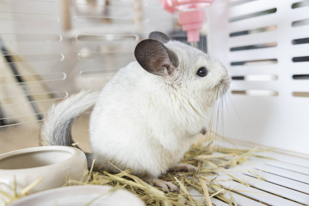Chinchilla cute pet fur white hair fluffy and black eyes. Close-up animal rodent adorable tame ear grey looking at camera. Feline mammals are fluffy and playful. - Foto, Bild