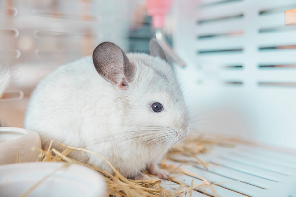 Chinchilla cute pet fur white hair fluffy and black eyes. Close-up animal rodent adorable tame ear grey looking at camera. Feline mammals are fluffy and playful. - Foto, Bild