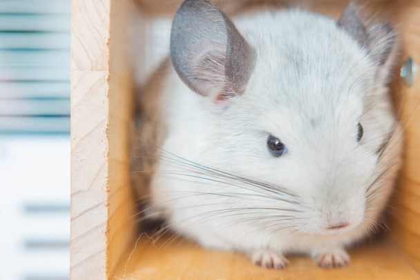 Chinchilla cute pet fur white hair fluffy and black eyes. Close-up animal rodent adorable tame ear grey looking at camera. Feline mammals are fluffy and playful. - Photo, image