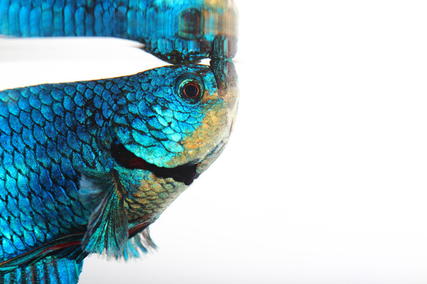 Siamesischer Kampffisch, Beta isoliert auf weißem Hintergrund - Foto, Bild