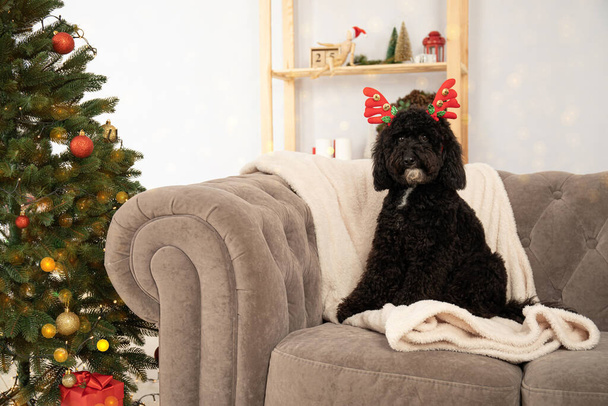 Concepto de Feliz Navidad, divertido perro de Navidad - Foto, imagen