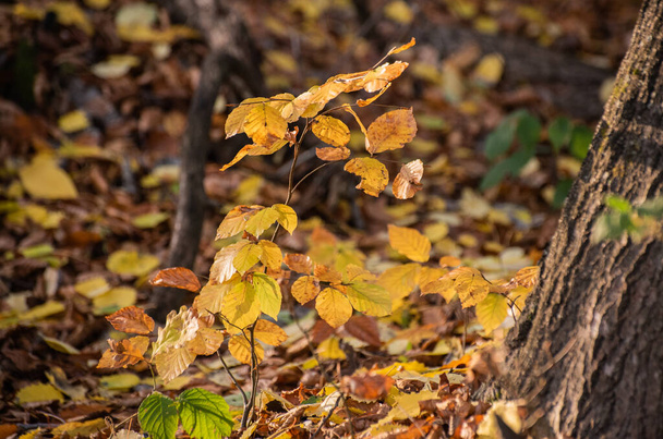 Foglie su un ramo ai raggi del sole in autunno - Foto, immagini