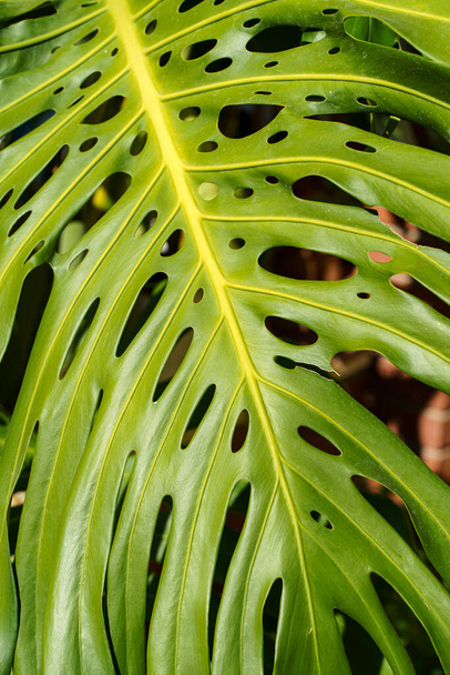 Monstera bladpalm. Patroon van een groen blad van een tropische monstera plant voor interieurdecoratie. Jungle, plantkunde, vegetatie concept. Hoge kwaliteit foto - Foto, afbeelding