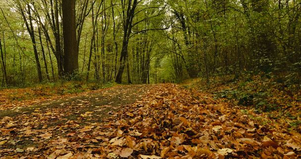 Красивый вид на лес Колфонтен - Фото, изображение