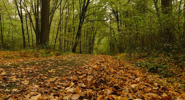 コルフォンテーヌの森の美しい景色 - 写真・画像