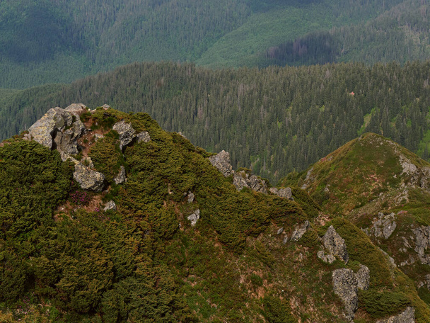 Rock on the green hills in the mountains. Carpathians, Ukraine - Фото, зображення