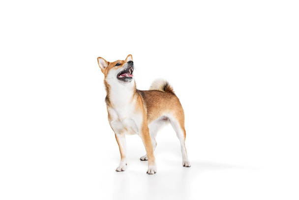 Portrait of charming purebred dog Shiba Inu isolated over white studio background. Concept of beauty, animal life, care, health and purebred pets. Doggy looks happy, groomed - Foto, Imagem