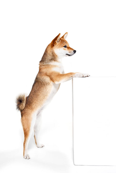 Portrait of charming purebred dog Shiba Inu stands on hind legs isolated over white background. Concept of beauty, animal life, care, health and purebred pets. Doggy looks happy, groomed - Fotografie, Obrázek