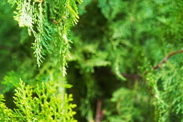 Closeup of fir tree - Fotó, kép