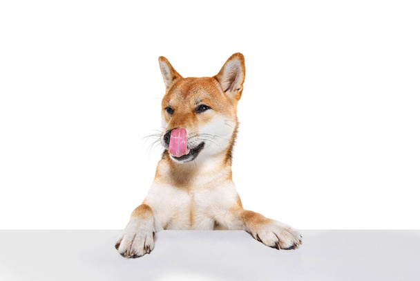 Studio shot of beautiful golden color Shiba Inu dog posing isolated over white background. Concept of beauty, animal life, care, health and purebred pets. Doggy looks happy, groomed - Foto, Imagen