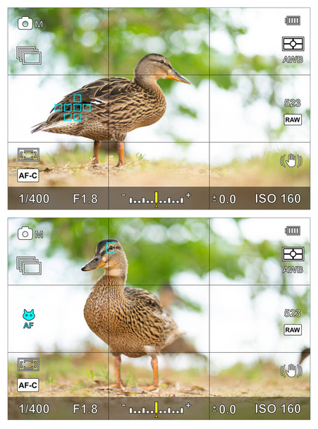 Portrait of a duck with bird eye focus detection in screen or camera viewfinder with the photographic settings - Photo, Image