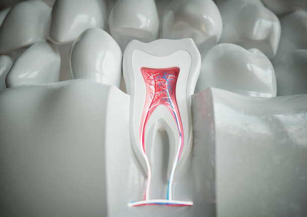 Dişin anatomisi, beyaz arka planda tam bir diş yapısına sahip -- 3D görüntüleme - Fotoğraf, Görsel