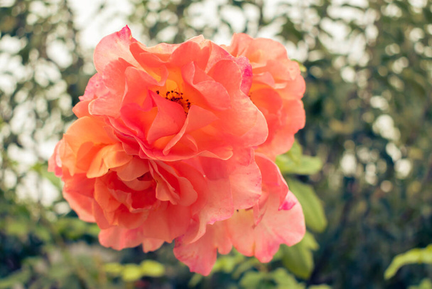 Romantic orange colored rose blossoming outside in spring wallpaper - Foto, immagini