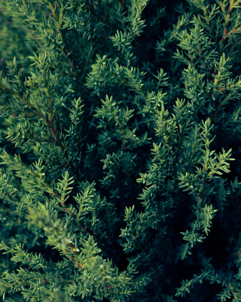 Close up from above of a common juniper, evergreen background, nature texture - Photo, Image