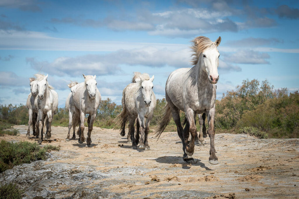 На пляж йде час стада білих коней. Зображення, зроблене в Камарзі (Франція).. - Фото, зображення