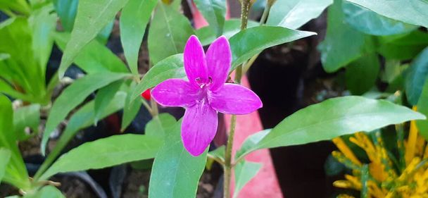 Spadająca Gwiazda lub Pseuderanthemum Laxiflorum jest wiecznie kwitnącym małym i średnim krzewem kwitnącym. Znany jest również jako Amethyst Stars, Star Flower, Furple False Erantheum i Dazzler w Wayanad.. - Zdjęcie, obraz