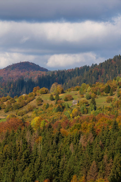 Beautiful autumn forest in the Carpathian mountains on a sunny autumn day on the Synevyr Pass ridge and blue sky background. West Ukraine - Zdjęcie, obraz