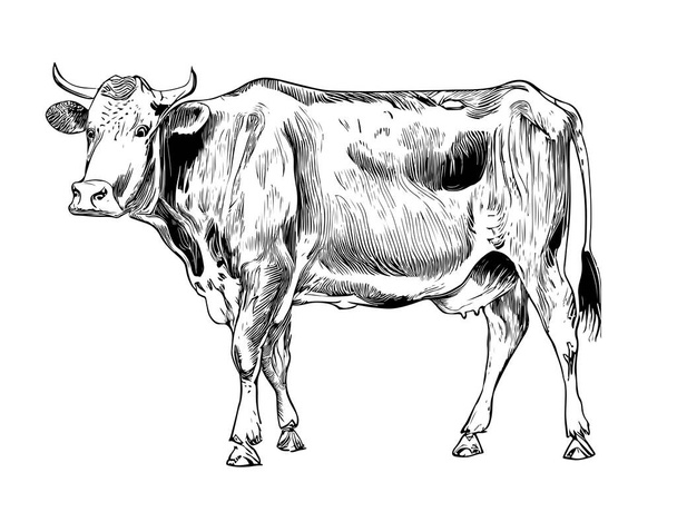 牛のリアルな手描きのスケッチ。. - ベクター画像