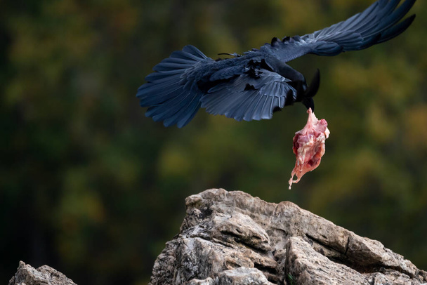 Beautiful crow catching meat with its beak while taking flight in the mountains of leon in Spain, Europe - Photo, Image