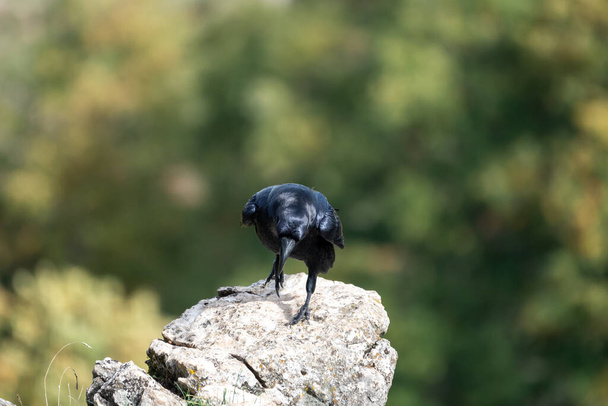 Beautiful portrait of a crow on one leg on a stone in the mountains of Leon in Spain, Europe - Photo, Image