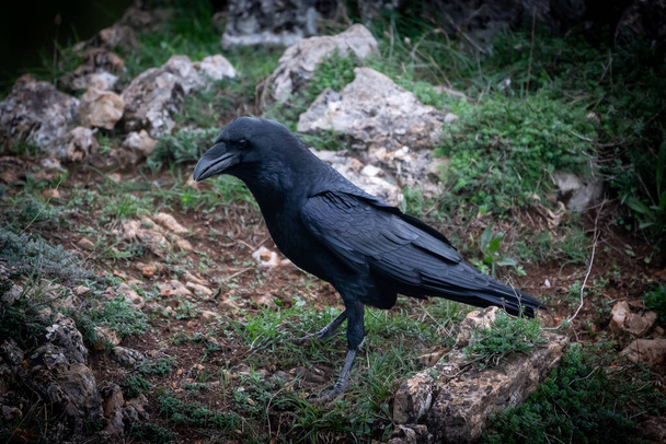 Beautiful pretty close side portrait of a crow on grass and ground in the mountains of Leon in Spain, Europe - Photo, Image