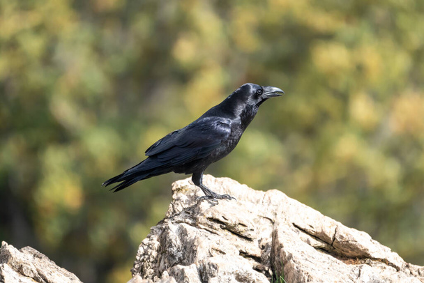 Beautiful side portrait of a raven looking around perched on a rock in the mountains leon in Spain, Europe - Photo, Image