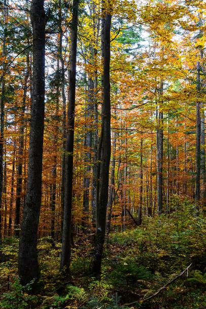 beautiful autumn beech forest. Carpathians in Ukraine. Dovbush rocks. - Фото, зображення