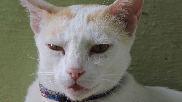 Leuke witte kat met kraag die in de camera kijkt - Foto, afbeelding