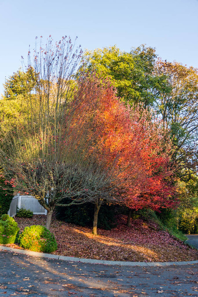 Όμορφα χρώματα του φθινοπώρου σε δέντρα κατά μήκος ενός δρόμου στο Μπουριέν, Ουάσιγκτον. - Φωτογραφία, εικόνα