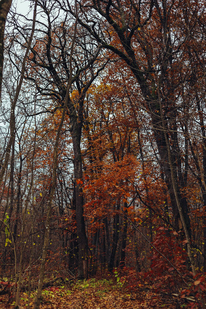 Herfst weer in de november eikenbos. Bos met rode en gele bladeren in sombere stilte. Donkere stammen en takken van bomen na regen. De grond onder het gouden tapijt van droge planten. - Foto, afbeelding
