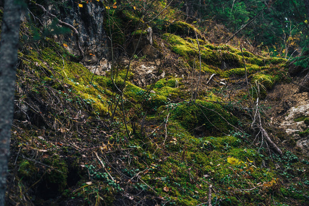 Ground covered with moss with protruding roots and branches. - Foto, imagen
