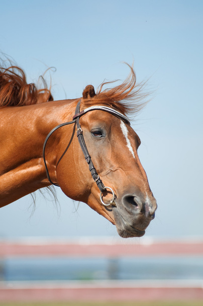 Cabeza de caballo de cerca - Foto, Imagen