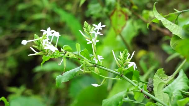 Plumbago zeylanica (επίσης ονομάζεται Daun encok, Ceylon leadwort, doctorbush, wild leadwort) στο δέντρο. Η πρώιμη λαϊκή ιατρική χρησιμοποίησε το θρυμματισμένο φυτό εσωτερικά και εξωτερικά ως αποβολή - Πλάνα, βίντεο