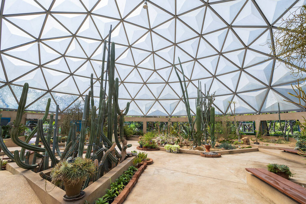 Kaktus a různé druhy pouštních rostlin ve skleníku - Fotografie, Obrázek