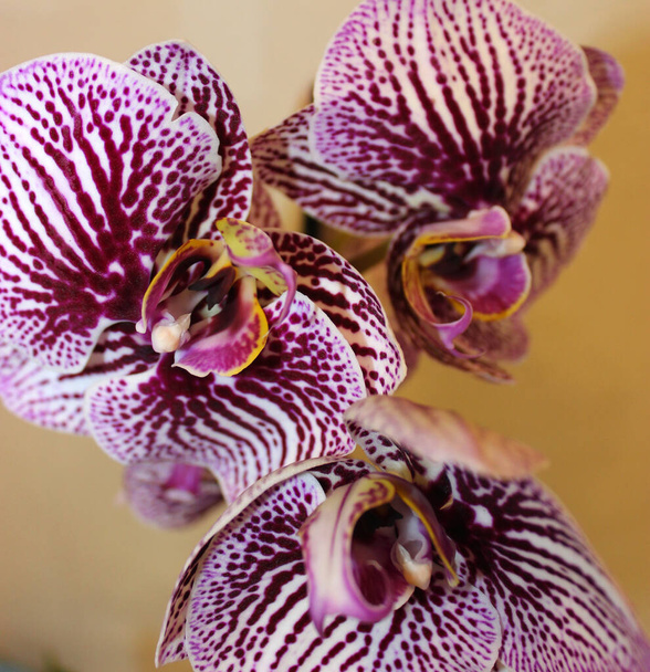 Crianza selectiva Phalaenopsis orquídea con rayas violetas en un primer plano pétalos Stock de Foto - Foto, imagen
