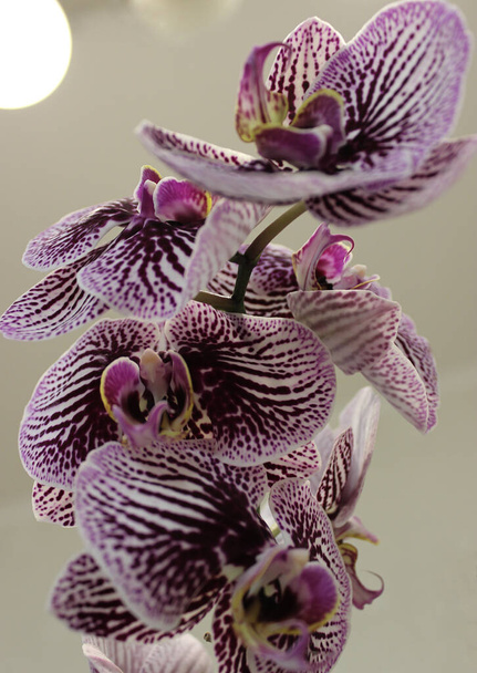 Flores florecientes de Phalaenopsis variedad Minho feliz detallada Stock de Foto   - Foto, imagen