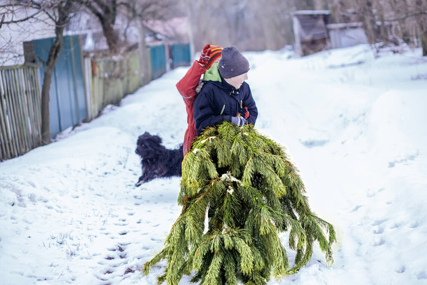 Festival sezonunda Ağaç 'ı Noel pazarından eve taşıyan iki kardeş tarafından taşınan 100 Image Serisi. Noel kutlaması için hazırlık. Karda Noel ağacını süslemeye hazır - Fotoğraf, Görsel