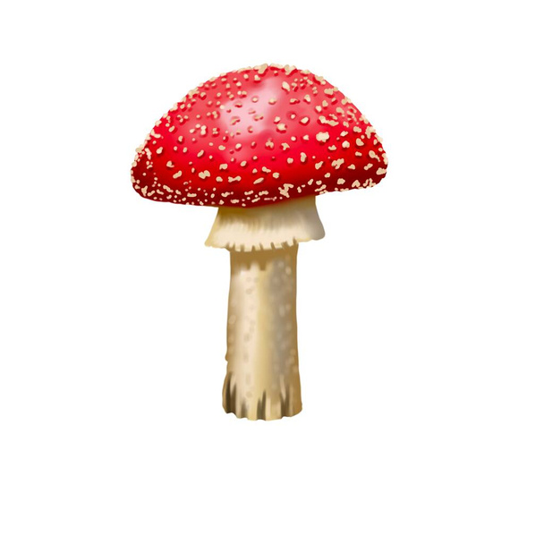 Акварель красная муха агарическая. Реалистичный мухобойный гриб. Ядовитый гриб. Высокое качество иллюстрации - Фото, изображение