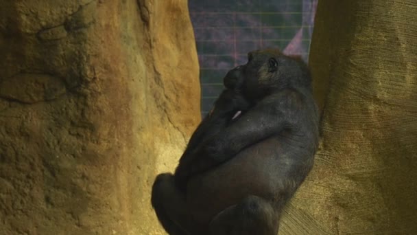 Zwarte Gorilla zit leunend tegen de stenen muur en kijkt bedachtzaam in een andere richting. Hij stelt zijn muilkorf voor met zijn poot en krabt dan zijn voorhoofd. Hoge kwaliteit 4k beeldmateriaal - Video