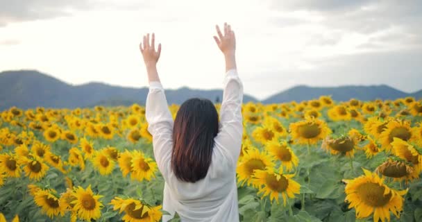 Sarı bir ayçiçeği tarlasında ellerini kaldıran harika bir kadının arka görüntüsü. Her gün mutlu olmak için güzel bir yer. Ayçiçeği tarlasında gün batımı. Özgürlük kavramı. - Video, Çekim