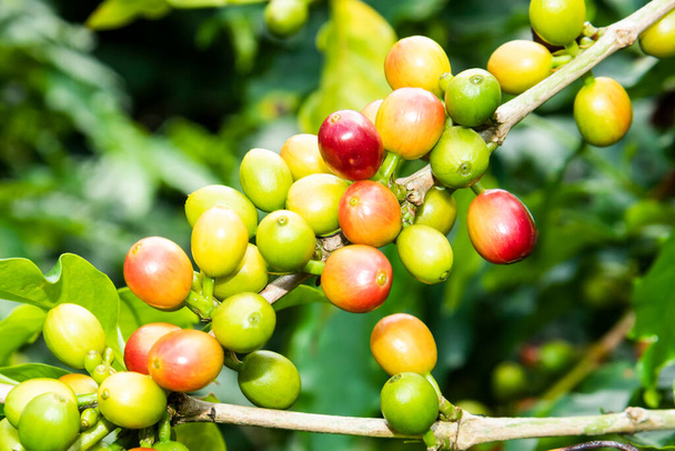 Primer plano de granos de café en la plantación de Yunlin, Taiwán. - Foto, imagen