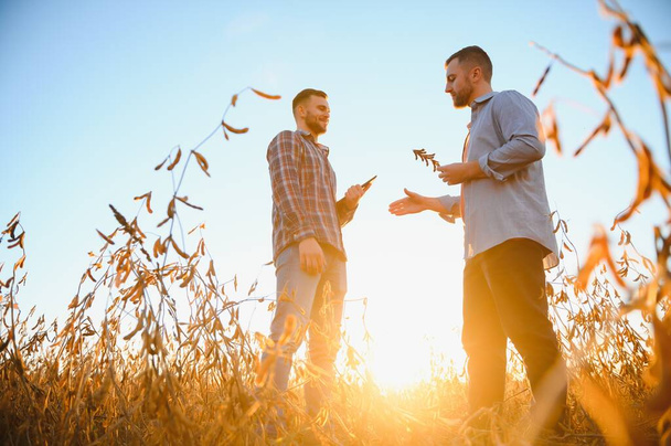 Two farmers standing in a field examining soybean crop before harvesting - Foto, Bild