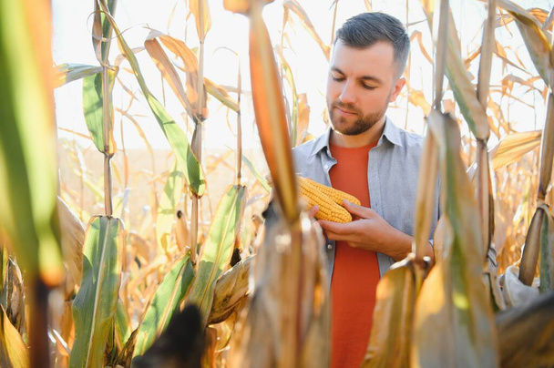 Farmer in field checking on corncobs. - Zdjęcie, obraz