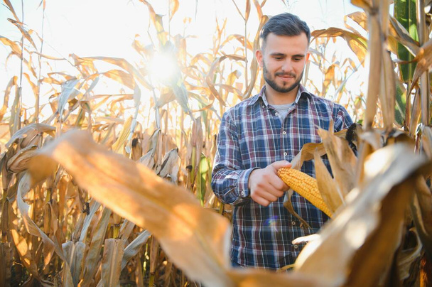 Farmer in field checking on corncobs. - Zdjęcie, obraz