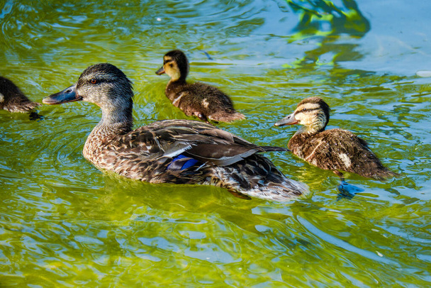 wild duck swimming in water in small lake - 写真・画像
