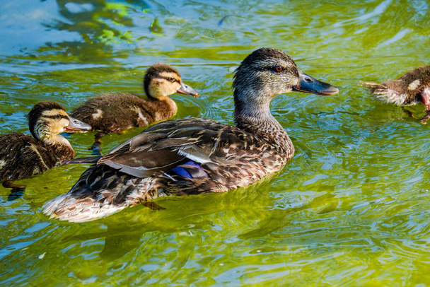 wild duck swimming in water in small lake - Photo, Image