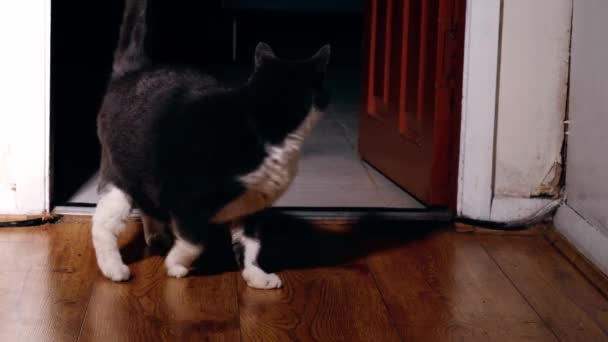 Startled φοβάται γάτα στην πόρτα τρόπο μέσο 4k πυροβόλησε αργή κίνηση επιλεκτική εστίαση  - Πλάνα, βίντεο