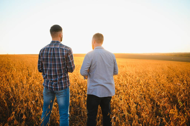 Portrait of two farmers in a field examining soy crop. - Foto, Bild